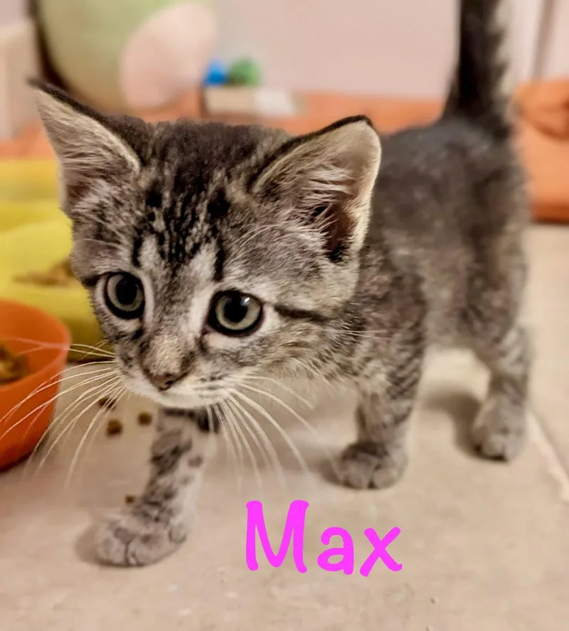 Max thumbnail 3