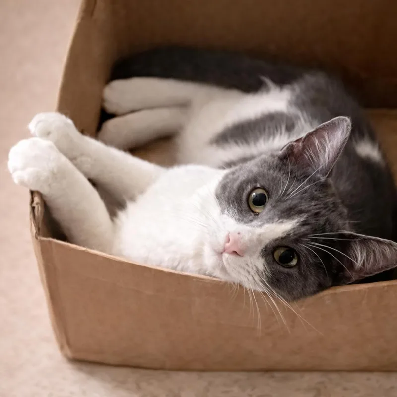 A baby medium-sized male Gray & White Domestic Short Hair cat named Titus for adoption in Houston, TX