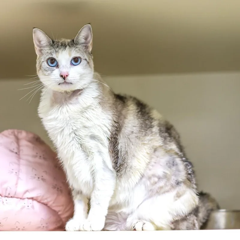 An adult small-sized female Snowshoe cat named Edelweiss for adoption in Los Angeles, CA
