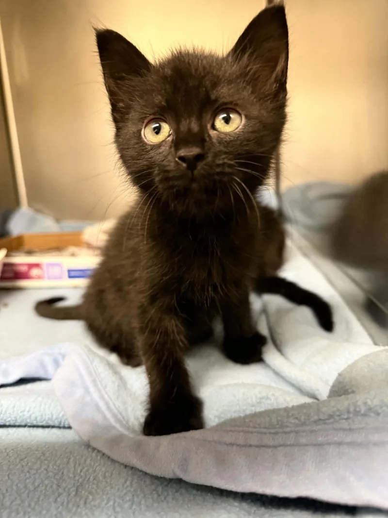 A baby medium-sized male American Shorthair cat named Jelly for adoption in Hopkinsville, KY