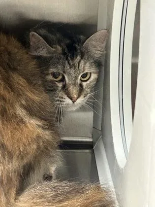 An adult medium-sized female Domestic Medium Hair cat named Tempest for adoption in Kansas City, MO