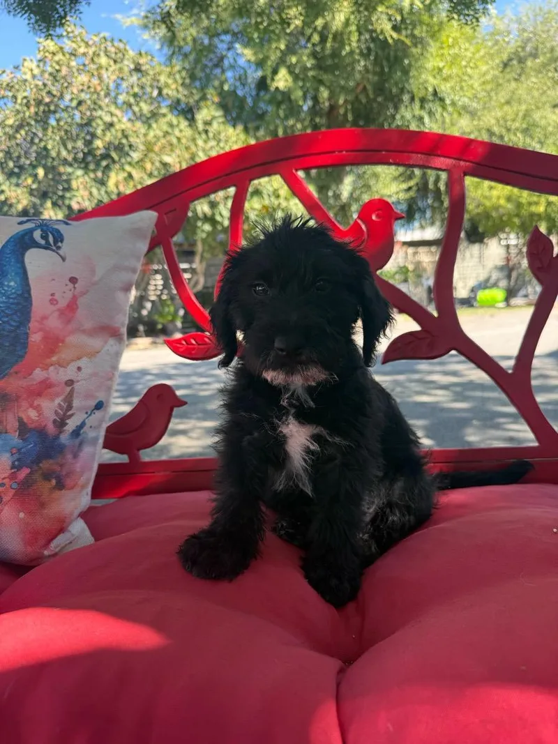 A young medium-sized male Black Goldendoodle dog named Simon for adoption in Temecula, CA
