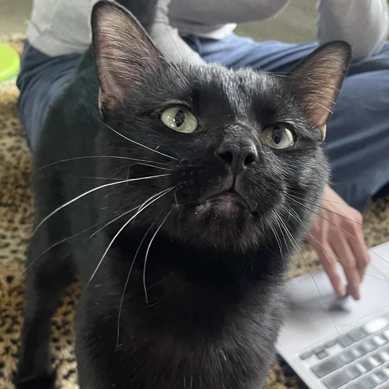A young medium-sized male Black Domestic Short Hair cat named Crawley for adoption in Chicago, IL