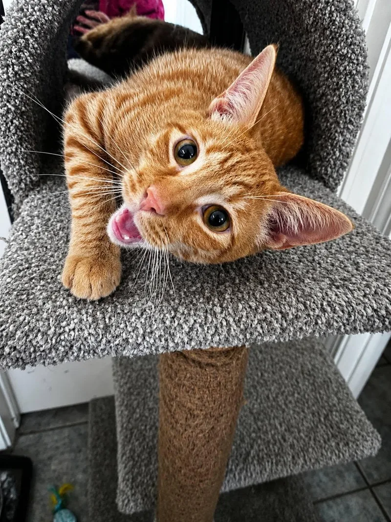 A young medium-sized male Orange / Red Domestic Short Hair cat named Scrambles for adoption in Brentwood, CA