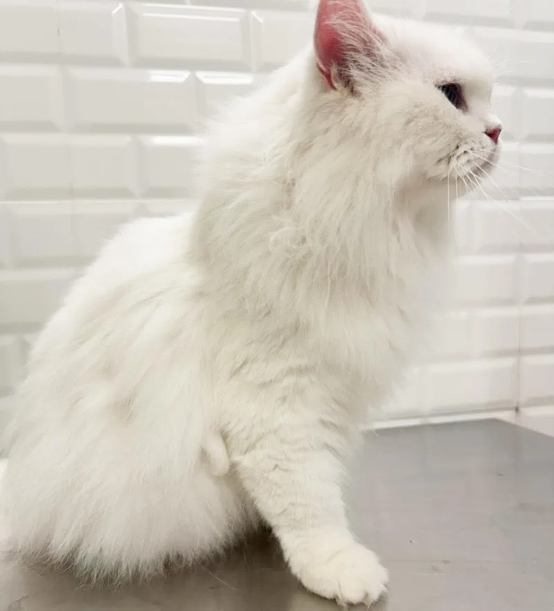 A young small-sized male White Himalayan cat named Shiro is our stunning for adoption in Bedford Hills, NY