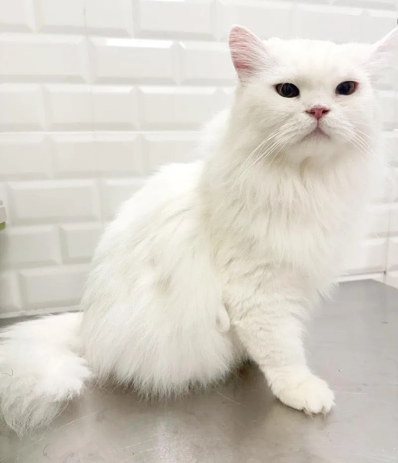 Shiro is our stunning thumbnail 2