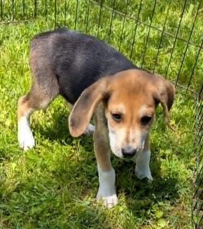 Archie