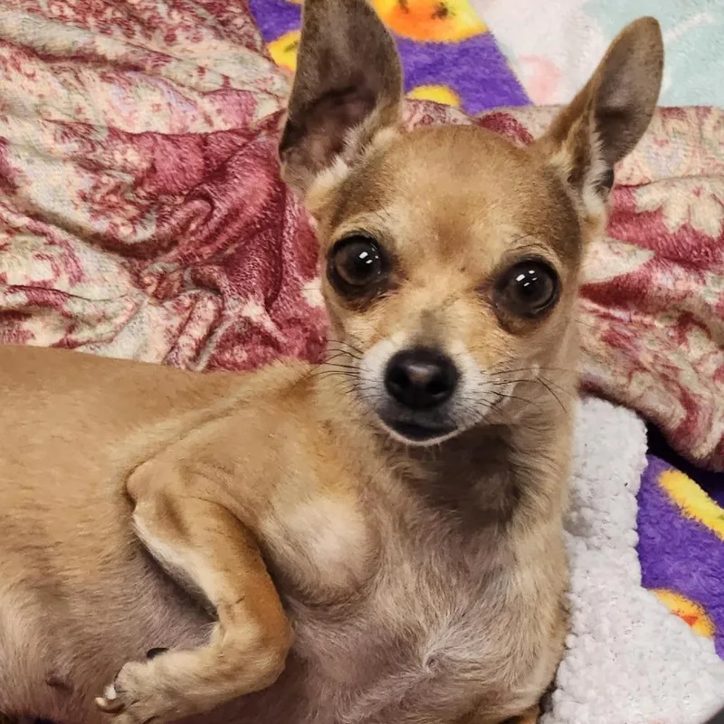 An adult small-sized female Yellow / Tan / Blond / Fawn Chihuahua dog named Kiwi for adoption in Hawthorne, CA