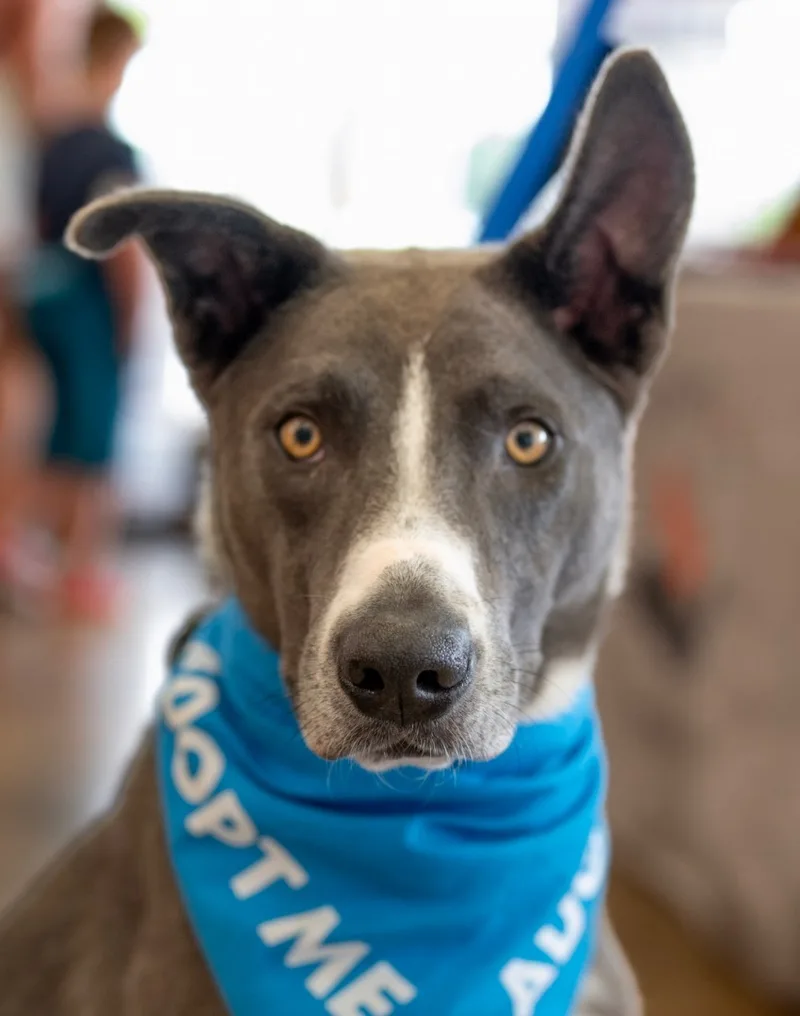 An adult large-sized male Gray / Blue / Silver Shepherd dog named Max for adoption in Cincinnati, OH