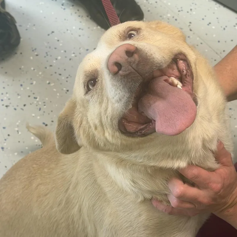 An adult small-sized female Yellow / Tan / Blond / Fawn Yellow Labrador Retriever dog named Goldielox for adoption in Marion, VA