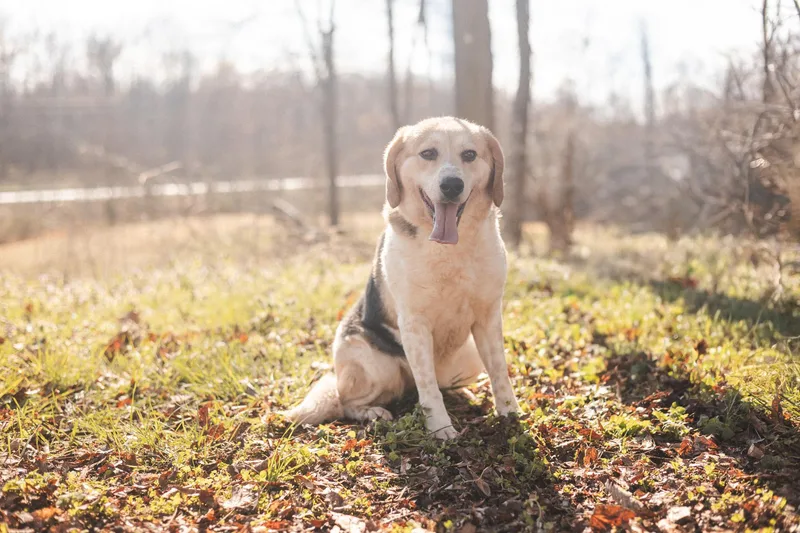 Aryatransport thumbnail 4