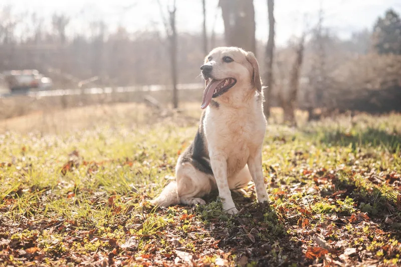 Aryatransport thumbnail 5