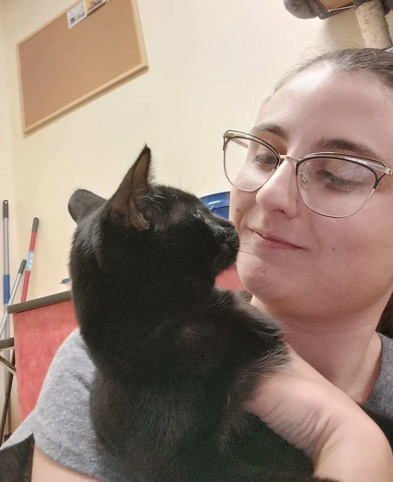 A young medium-sized female Black Bombay cat named Coni Momoa for adoption in HEMET, CA
