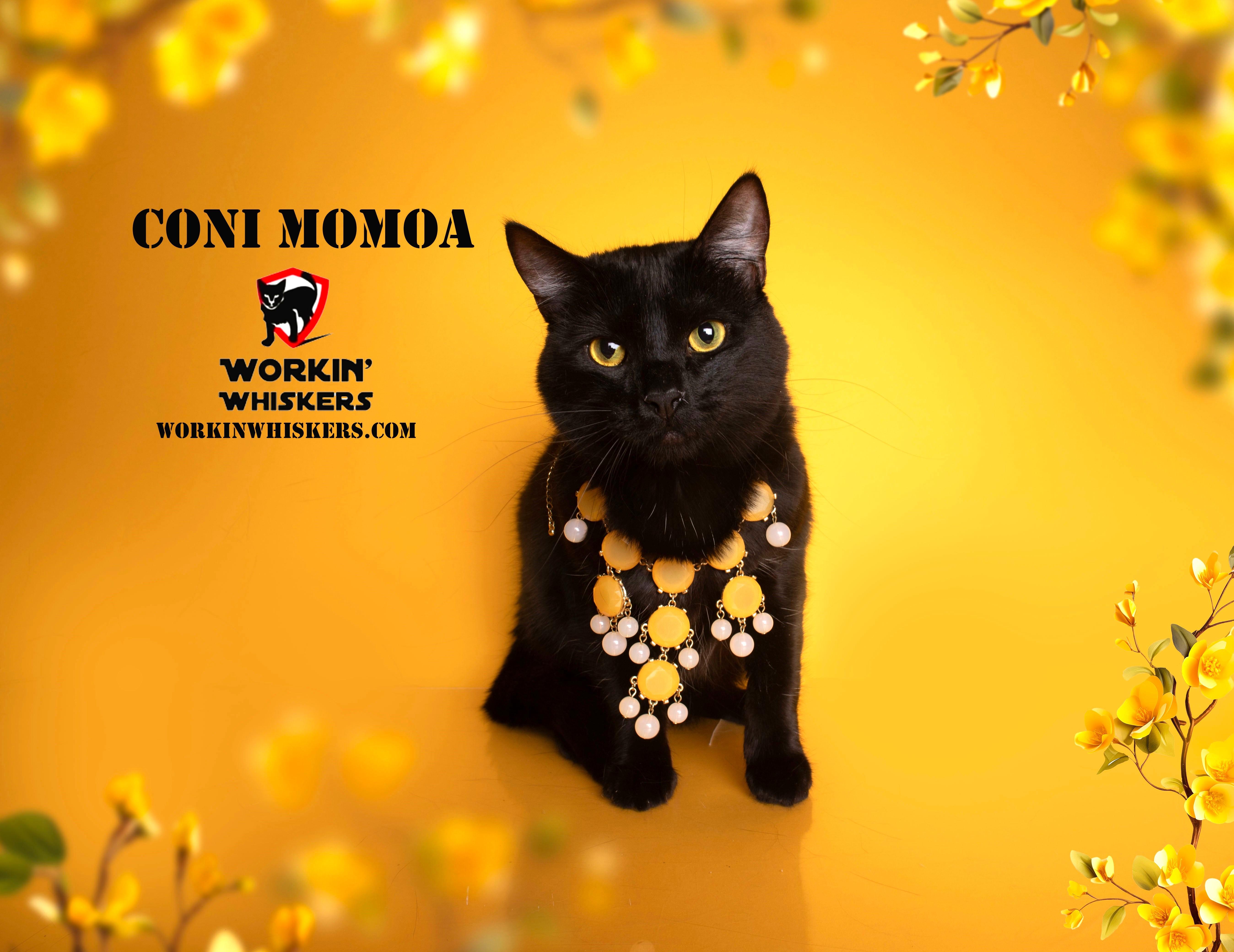 Coni Momoa thumbnail 3