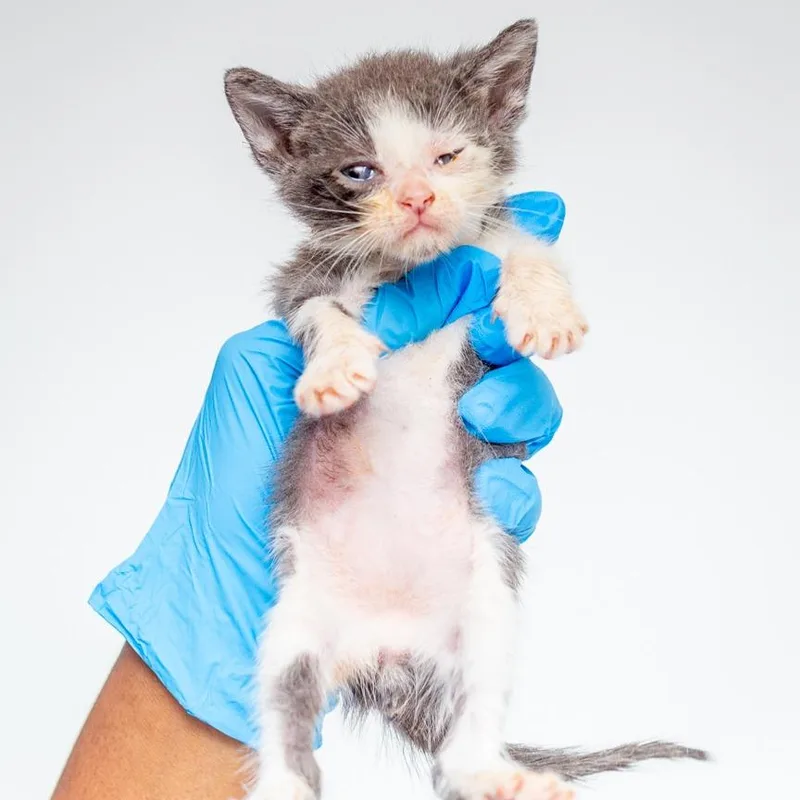 A baby small-sized male Gray / Blue / Silver Domestic Short Hair cat named Jasper for adoption in Hattiesburg, MS