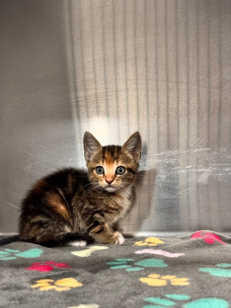 A baby small-sized female Domestic Short Hair cat named Dewey for adoption in Labelle, FL