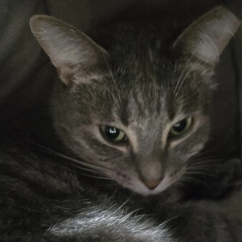 An adult medium-sized female Tabby (Brown / Chocolate) Domestic Short Hair cat named Larkspurr for adoption in Mokena, IL