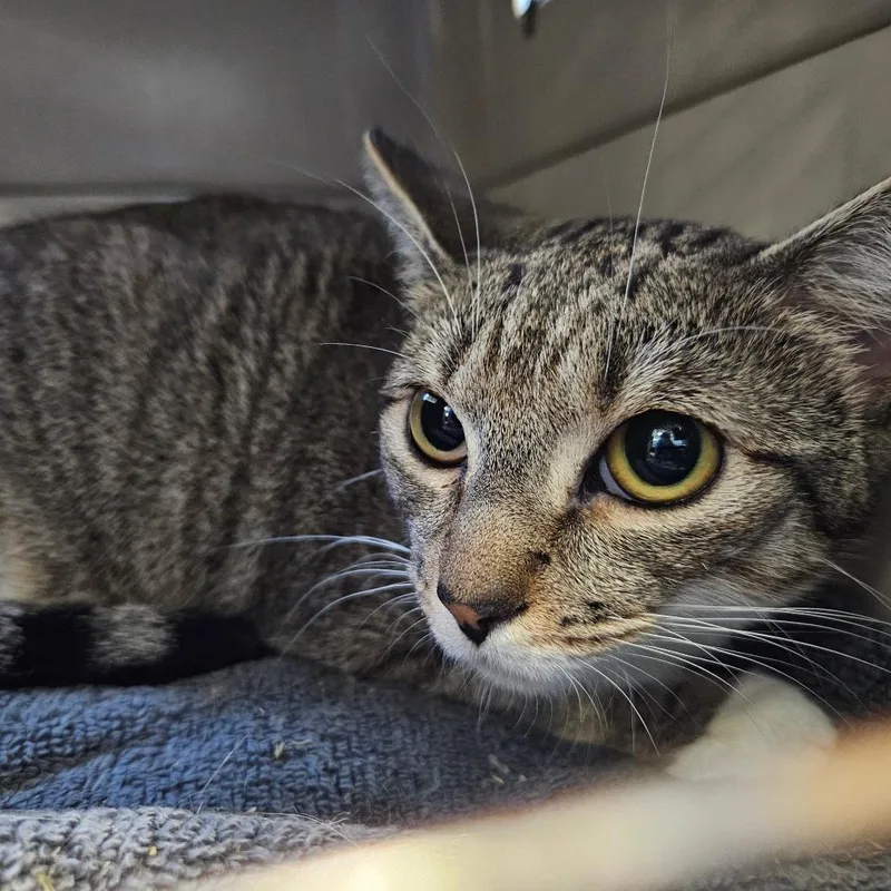 A young medium-sized female Brown / Chocolate Domestic Short Hair cat named Leola for adoption in Greensboro, NC
