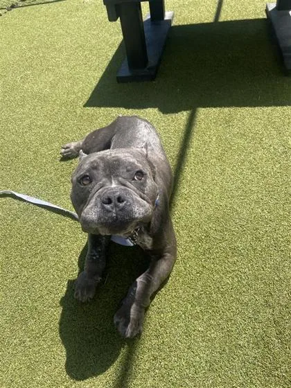 An adult medium-sized male Mixed Breed dog named Resi Fka Harambe for adoption in West Chester, PA