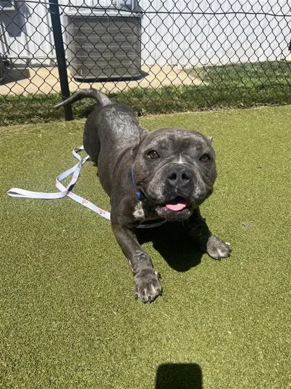 Resi Fka Harambe thumbnail 2