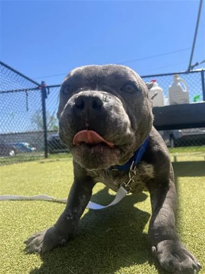 Resi Fka Harambe thumbnail 3