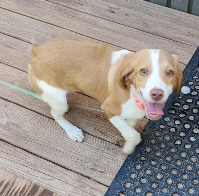 A baby medium-sized female Red / Chestnut / Orange Beagle dog named Journee for adoption in Troutman, NC