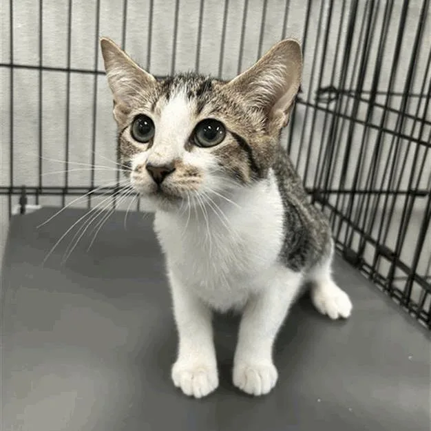 A baby small-sized male Brown / Chocolate Domestic Short Hair cat named Larry for adoption in Houston, TX