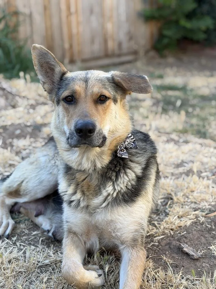 An adult large-sized female Black German Shepherd Dog dog named Mama Saphira for adoption in Pleasant Hill, CA