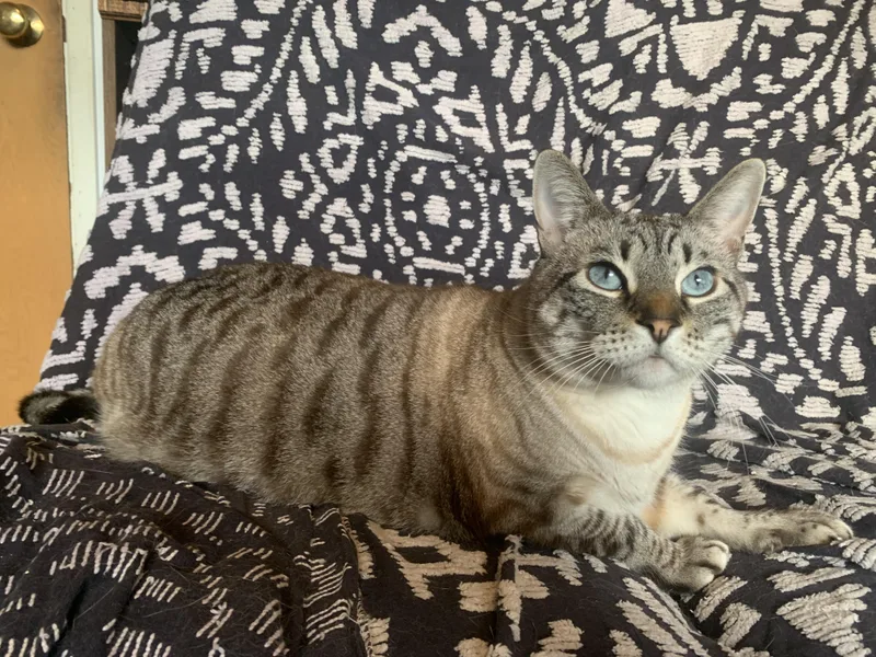 An adult large-sized male Tabby (Buff / Tan / Fawn) Domestic Short Hair cat named Amble for adoption in San Jose, CA