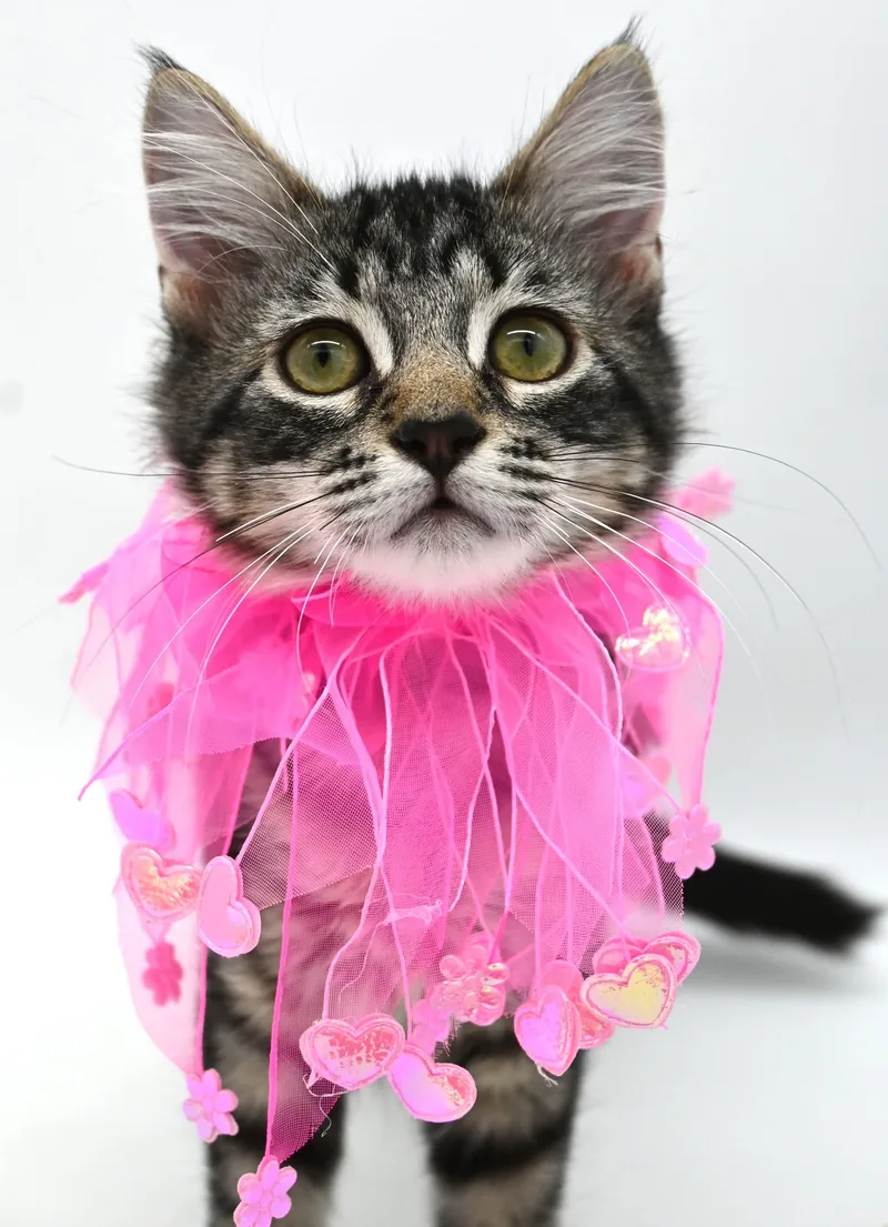 A baby medium-sized female Tabby (Brown / Chocolate) Tabby cat named Karly for adoption in Mobile, AL