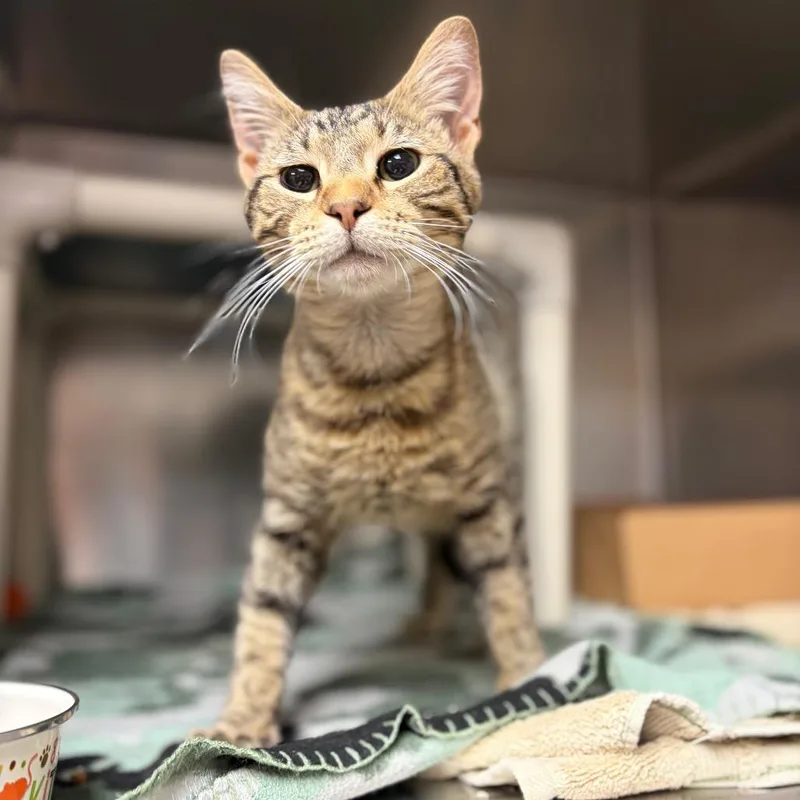 A young medium-sized male Brown / Chocolate Domestic Short Hair cat named Ferb for adoption in Milan, IL