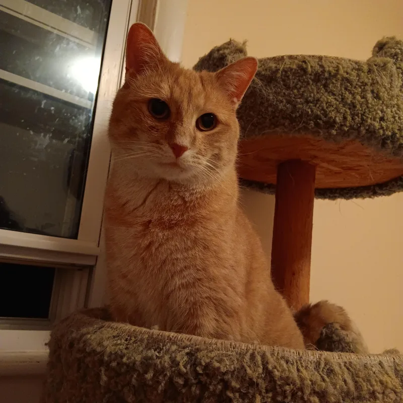 A young medium-sized male Orange & White American Shorthair cat named Cooper for adoption in Melrose, MA