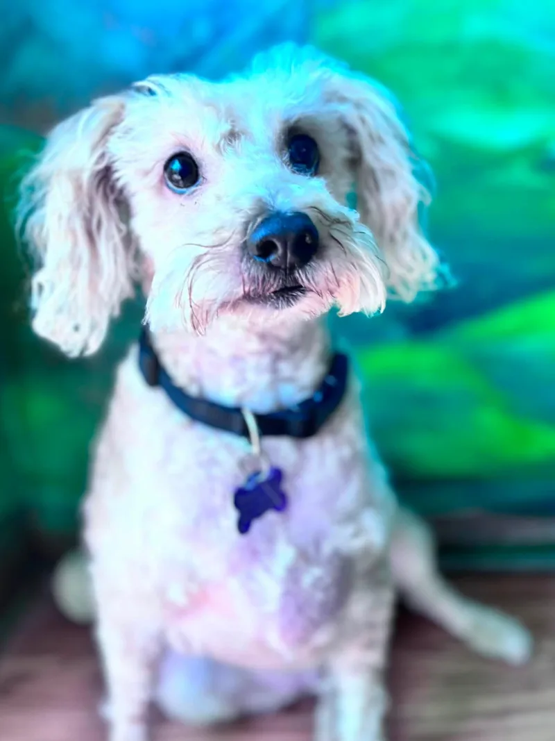 An adult small-sized male Miniature Poodle dog named Caspian for adoption in Eugene, OR