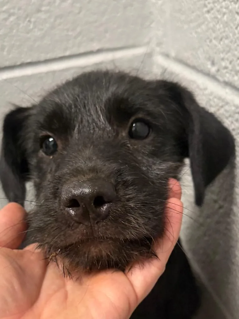 A baby small-sized male Mixed Breed dog named Pinky for adoption in Henderson, NC