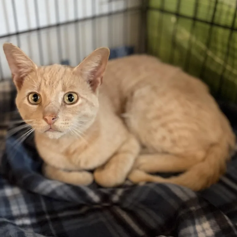 A young medium-sized male Tabby (Orange / Red) Domestic Short Hair cat named River for adoption in Greensburg, PA