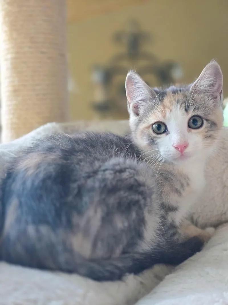 A baby medium-sized female Dilute Calico Domestic Short Hair cat named Norberta for adoption in Mullica Hill, NJ