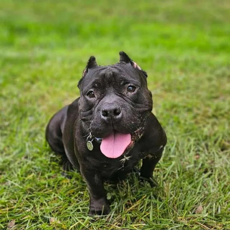 An adult small-sized female Black American Staffordshire Terrier dog named Mellow for adoption in Springboro, OH