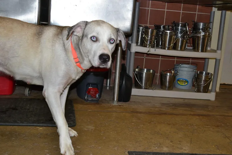An adult large-sized female Labrador Retriever dog named Baja for adoption in Chardon, OH