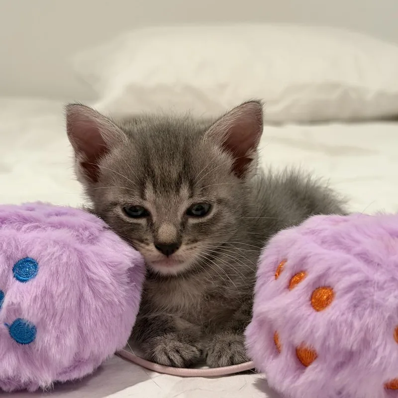 A baby small-sized male Gray / Blue / Silver Domestic Short Hair cat named Emmett for adoption in Los Angeles, CA