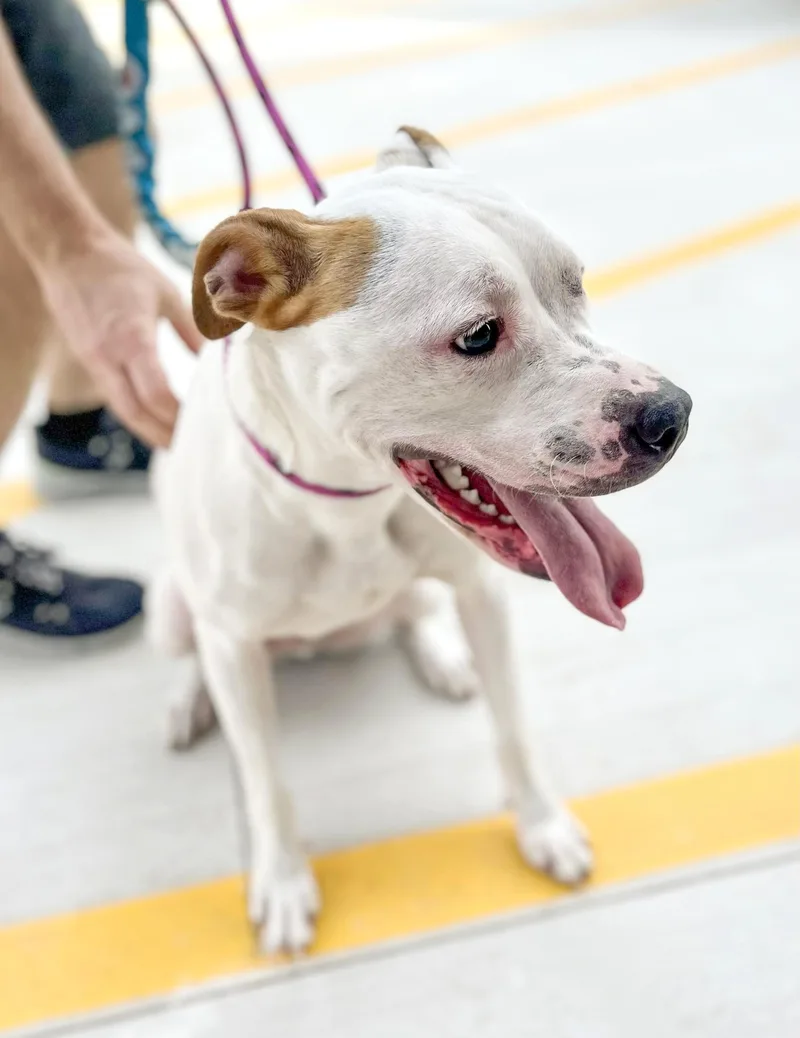 An adult medium-sized male White / Cream Terrier dog named Acorn Needs A Forever for adoption in Birmingham, MI