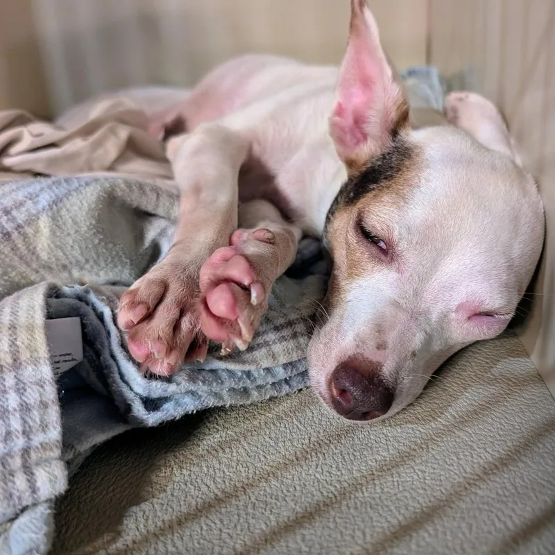 A young small-sized female White / Cream Mixed Breed dog named Caramel for adoption in Leander, TX