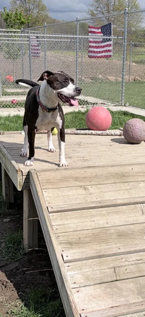 Cheyenne