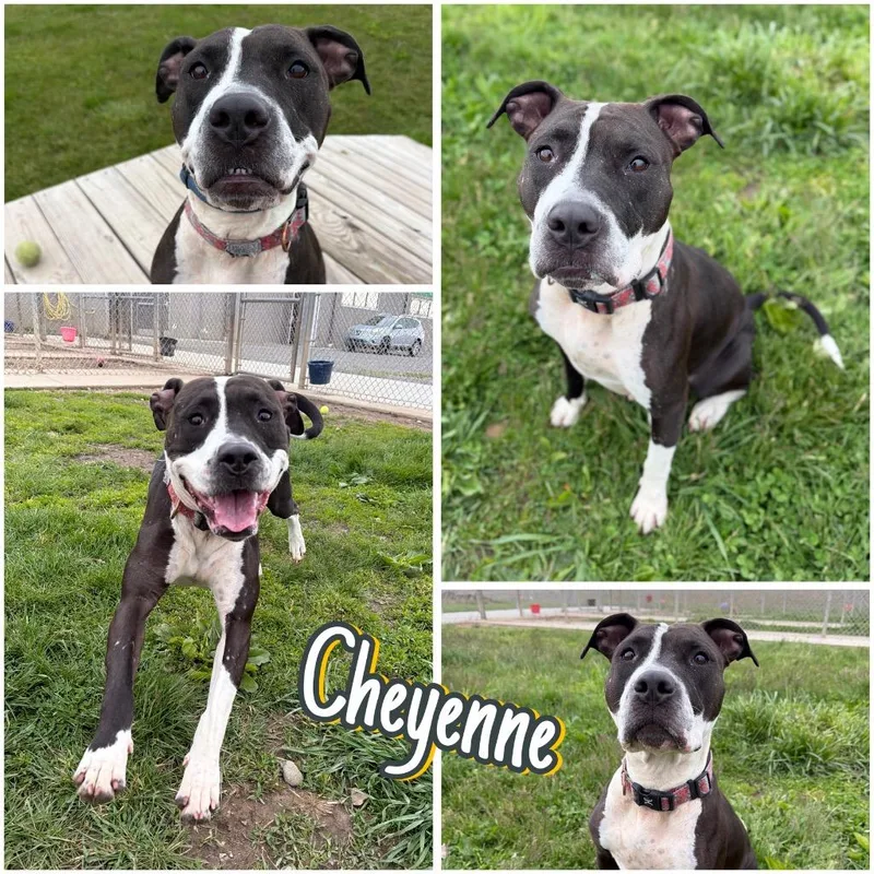 Cheyenne thumbnail 3