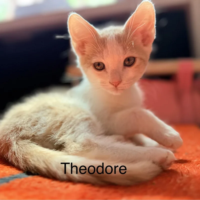 A baby medium-sized male Orange & White Domestic Short Hair cat named Theodore for adoption in Beaufort, SC