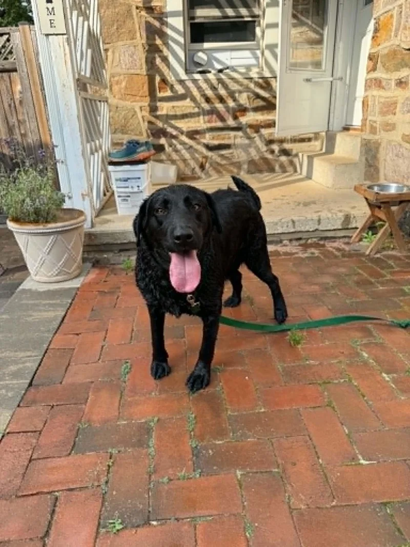 An adult large-sized female Labrador Retriever dog named Tilly for adoption in Havertown, PA