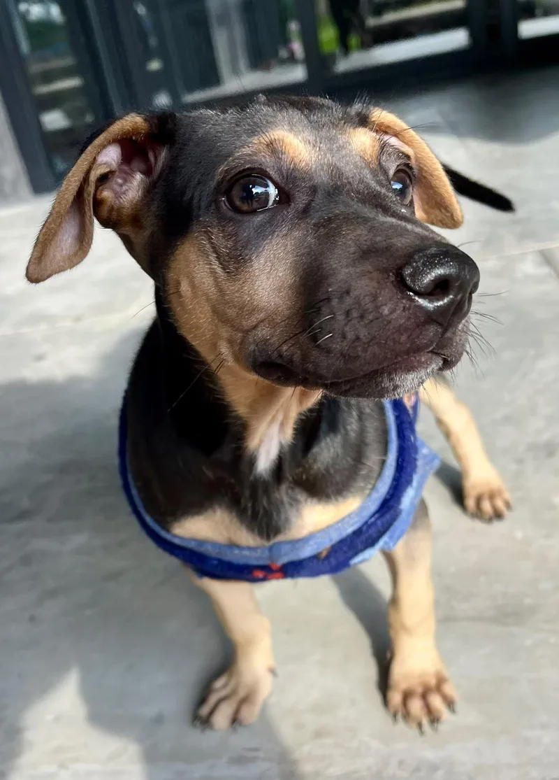 A baby medium-sized female Shar-Pei dog named Nugget for adoption in Austin, TX