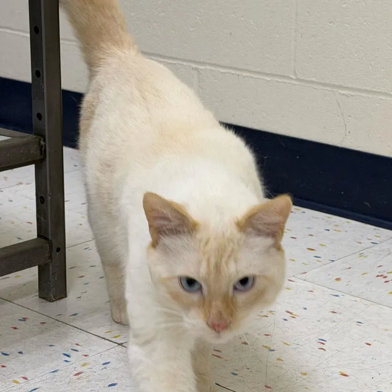 An adult large-sized male Domestic Short Hair cat named Scurvy for adoption in St. Paul, MN