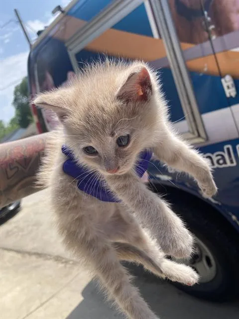A baby small-sized female Domestic Short Hair cat named Lovely for adoption in Dallas, TX
