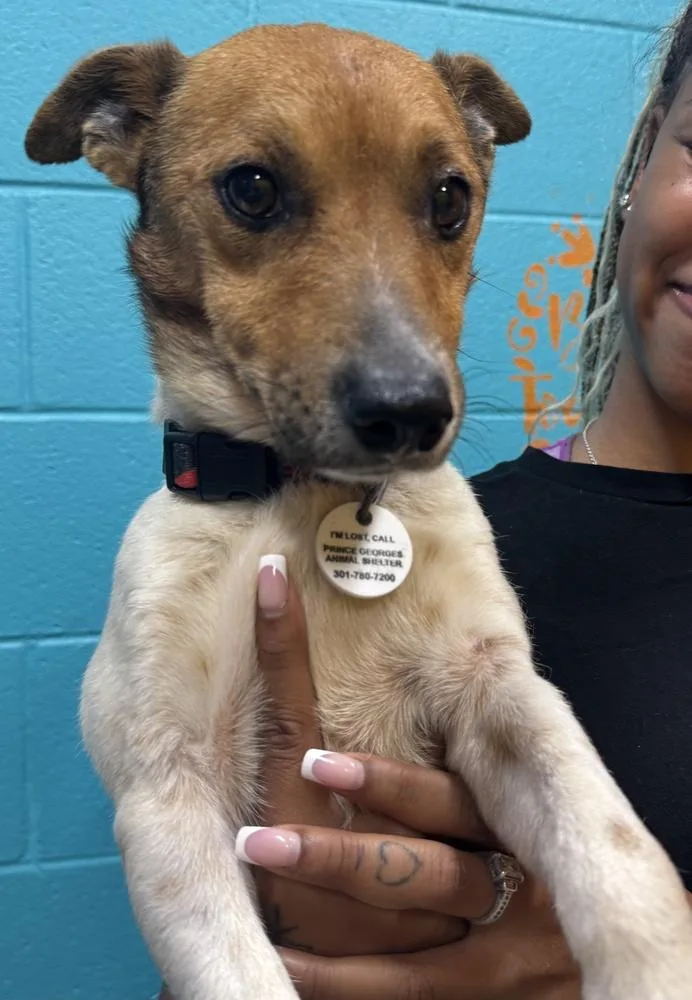 A young small-sized male Tricolor (Brown, Black, & White) Jack Russell Terrier dog named Scooby for adoption in Greenbelt, MD