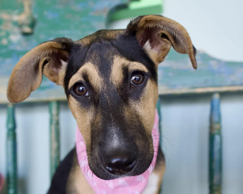 Buttercup thumbnail 2